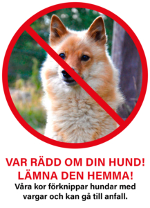 Var rädd om din hund! Lämna den hemma! Våra kor förknippar hundar med vargar och kan gå till anfall.